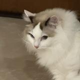 由 angelbaby520 (刊登 ID 1278482905，圖片 1) 提交，位於 的 (類別：)，說明：。