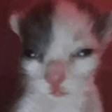 (Category: ) located in . Submitted by imfidying (Listing ID 1168696400, Image 1). Description: .
