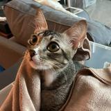(Category: ) located in . Submitted by pepepepooooo (Listing ID 1446851109, Image 1). Description: .