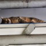 (Category: ) located in . Submitted by patrickyjw (Listing ID 1379393031, Image 1). Description: .