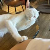 由 smalleyesis (刊登 ID 1383990035，圖片 1) 提交，位於 的 (類別：)，說明：。