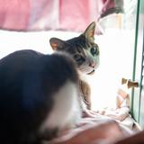 （分類：）位於 。 由 cathe92 提交（商品編號 1376751524，圖片 1）。簡介： 。