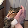 (Category: ) located in . Submitted by berakbrat (Listing ID 1453000228, Image 1). Description: .