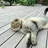 由 cecacc (刊登 ID 1336852897，圖片 1) 提交，位於 的 (類別：)，說明：。