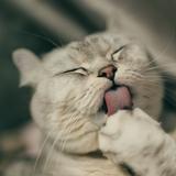 （分類：）位於 。 由 harryw.jpg 提交（商品編號 1385721257，圖片 1）。簡介： 。