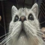 (Category: ) located in . Submitted by jnplcdg_ (Listing ID 1439920864, Image 1). Description: .