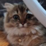 (Category: ) located in . Submitted by jt531 (Listing ID 1379785823, Image 1). Description: .