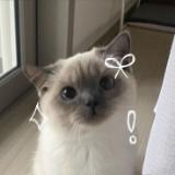 (Category: ) located in . Submitted by rzwzz (Listing ID 1378817628, Image 1). Description: .