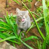 (Kategori: ) berada di . Dikirim oleh abucayang (ID iklan 1344241814, Gambar 1). Deskripsi: .