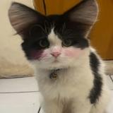 (Kategori: ) berada di . Dikirim oleh catflyyy (ID iklan 1367143413, Gambar 1). Deskripsi: .