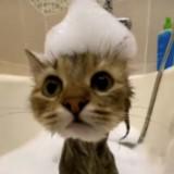 (Category: ) located in . Submitted by lifelessnut (Listing ID 1269795051, Image 1). Description: .