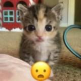 (Category: ) located in . Submitted by melonpillow. (Listing ID 1375735196, Image 1). Description: .