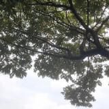 (Category: ) located in . Submitted by saikok (Listing ID 1258853324, Image 1). Description: .
