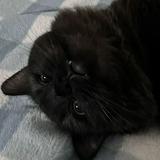 (Category: ) located in . Submitted by cinnaci (Listing ID 1380869331, Image 1). Description: .