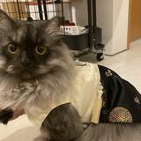 (Category: ) located in . Submitted by bunny_bunny24 (Listing ID 1376114129, Image 1). Description: .