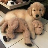 (Category: ) located in . Submitted by chocolate.milkshake (Listing ID 1308910655, Image 1). Description: .