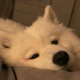 由 _qoo____ (刊登 ID 1379215398，圖片 1) 提交，位於 的 (類別：)，說明：。