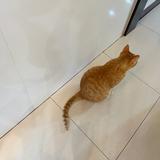 由 cherrychienn (刊登 ID 1248463842，圖片 1) 提交，位於 的 (類別：)，說明：。