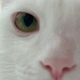 由 chiehy126 (刊登 ID 1348422353，圖片 1) 提交，位於 的 (類別：)，說明：。