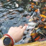 (Kategori: ) berada di . Dikirim oleh drcrystal19 (ID iklan 1336073057, Gambar 1). Deskripsi: .