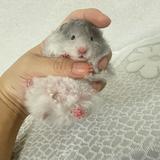 （分類：）位於 。 由 eleflowersisi 提交（商品編號 1383092409，圖片 1）。簡介： 。