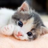 (Category: ) located in . Submitted by simply.me (Listing ID 1378577306, Image 1). Description: .