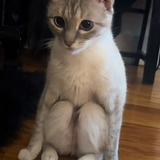 (Category: ) located in . Submitted by phlabby (Listing ID 1385380679, Image 1). Description: .