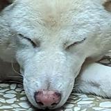 由 clsamila46417 (刊登 ID 1384688420，圖片 1) 提交，位於 的 (類別：)，說明：。
