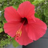 （分類：）位於 。 由 firenzep 提交（商品編號 1383295506，圖片 1）。簡介： 。
