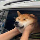 由 pipikachuanan (刊登 ID 1456869528,圖片 1) 提交,位於 的 (類別:),說明:。