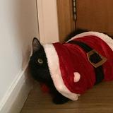 (Category: ) located in . Submitted by sleeeps (Listing ID 1384699139, Image 1). Description: .