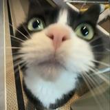 由 wbvqntvw4953266 (刊登 ID 1354111635，圖片 1) 提交，位於 的 (類別：)，說明：。