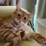 （分類：）位於 。 由 hermina2020 提交（商品編號 1211640474，圖片 1）。簡介： 。