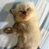 (Kategori: ) berada di . Dikirim oleh prelovebychayra (ID iklan 1383060737, Gambar 1). Deskripsi: .
