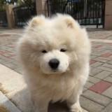 由 0rochi (刊登 ID 1341537322，圖片 1) 提交，位於 的 (類別：)，說明：。
