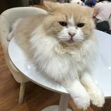 （分類：）位於 。 由 aqcceaaa 提交（商品編號 1369418698，圖片 1）。簡介： 。