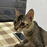 (Kategori: ) berada di . Dikirim oleh viviwdr2359811 (ID iklan 1335049951, Gambar 1). Deskripsi: .