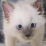 (Category: ) located in . Submitted by lucas1226663 (Listing ID 1460138650, Image 1). Description: .