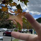 由 055122 (刊登 ID 1385504846，圖片 1) 提交，位於 的 (類別：)，說明：。