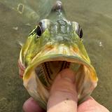 (Category: ) located in . Submitted by fishlord (Listing ID 1381191119, Image 1). Description: .
