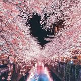 (Category: ) located in . Submitted by sakura_lover (Listing ID 1383111525, Image 1). Description: .