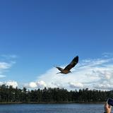 (Category: ) located in . Submitted by -fish- (Listing ID 1363311450, Image 1). Description: .