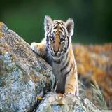 （分類：）位於 。 由 2smalltigers 提交（商品編號 1236264649，圖片 1）。簡介： 。