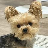 由 itsjingxxxx (刊登 ID 1371714515，圖片 1) 提交，位於 的 (類別：)，說明：。