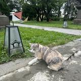 由 christinee0726 (刊登 ID 1384371390，圖片 1) 提交，位於 的 (類別：)，說明：。