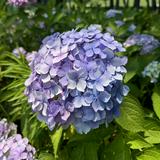 (分類:)位於 。 由 siyufong 提交(商品編號 1470817395,圖片 1)。簡介: 。