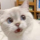 由 yiwaaa (刊登 ID 1377938262，圖片 1) 提交，位於 的 (類別：)，說明：。