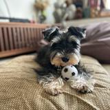 (Category: ) located in . Submitted by cindytay.pepper.1 (Listing ID 1374241832, Image 1). Description: .
