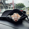 (Kategori: ) berada di . Dikirim oleh yaakulah (ID iklan 1381333557, Gambar 1). Deskripsi: .