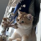 （分類：）位於 。 由 helen.com 提交（商品編號 1357793039，圖片 1）。簡介： 。